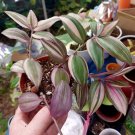 Tradescantia Variegated Cutting | Wandering Jew White Inch Plant | Houseplant Starter