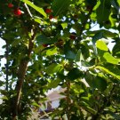 8 Stella Cherry Tree Cuttings | Prunus Avium Starter Stems | Unrooted Fruit Tree Propagation 8 Stella Cherry Tree Cuttings | Prunus Avium Starter Stems | Unrooted Fruit Tree Propagation