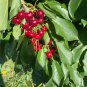 8 Stella Cherry Tree Cuttings | Prunus Avium Starter Stems | Unrooted Fruit Tree Propagation