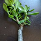 Jade Plant Cutting | Crassula Ovata Succulent Starter Stem | Thick 0.5–0.75 Inch Diameter