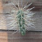 Jumping Cholla Cactus Cutting | Cylindropuntia Fulgida Live Desert Succulent Starter Jumping Cholla Cactus Cutting | Cylindropuntia Fulgida Live Desert Succulent Starter