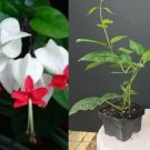 Bleeding Heart Vine Starter | Clerodendrum thomsoniae Rooted Plant | White and Red Blooms Bleeding Heart Vine Starter | Clerodendrum thomsoniae Rooted Plant | White and Red Blooms