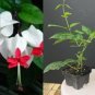 Bleeding Heart Vine Starter | Clerodendrum thomsoniae Rooted Plant | White and Red Blooms