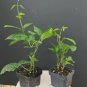Bleeding Heart Vine Starter | Clerodendrum thomsoniae Rooted Plant | White and Red Blooms