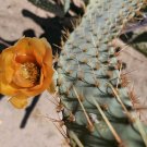 Opuntia Linguiformis Cuttings | Cow’s Tongue Texas Prickly Pear | 2 Pads 4.5–8 Inches Opuntia Linguiformis Cuttings | Cow’s Tongue Texas Prickly Pear | 2 Pads 4.5–8 Inches