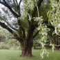 Corkscrew Willow Tree | Salix matsudana âTortuosaâ | 2â3 Ft Bare Root Ornamental Starter