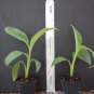 Blue Java Ice Cream Banana Tree | Live Musa Starter Plant | Well Rooted Tropical Fruit
