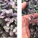 Tradescantia Pink Lady | 10 Rooted Cuttings | Vibrant Easy-Care Indoor Houseplant Starter Tradescantia Pink Lady | 10 Rooted Cuttings | Vibrant Easy-Care Indoor Houseplant Starter