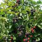 Triple Crown Thornless Blackberry Cuttings | 4 Unrooted 6” Stems | Organic Berry Plant Starter Triple Crown Thornless Blackberry Cuttings | 4 Unrooted 6” Stems | Organic Berry Plant Starter