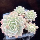 Echeveria Derenbergii Live Succulent | Rooted 2” Pot Plant | Painted Lady Rosette On Sale Echeveria Derenbergii Live Succulent | Rooted 2” Pot Plant | Painted Lady Rosette On Sale