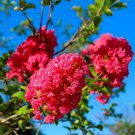 Crape Myrtle Cuttings 8 Pack | Deep Pink Heirloom Variety | Flowering Tree Starter for Garden