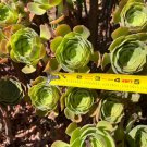 Fresh Succulent Cuttings 4 Pack | Live Unrooted Plants | Assorted Rosettes & Trailing Varieties Fresh Succulent Cuttings 4 Pack | Live Unrooted Plants | Assorted Rosettes & Trailing Varieties
