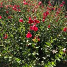 Red Autumn Sage Cuttings 5 Pack | Salvia greggii | Organic Live Flowering Shrub Starter Red Autumn Sage Cuttings 5 Pack | Salvia greggii | Organic Live Flowering Shrub Starter