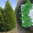 Leyland Cypress Cuttings 100 Pack | 6–8” Tree Starter | Fast Growing Privacy Screen Evergreen Leyland Cypress Cuttings 100 Pack | 6–8” Tree Starter | Fast Growing Privacy Screen Evergreen
