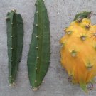 Yellow Dragon Fruit Cutting 1 Pc | Palora Variety | Sweet Pitaya Cactus Starter 3–4 Inch Yellow Dragon Fruit Cutting 1 Pc | Palora Variety | Sweet Pitaya Cactus Starter 3–4 Inch