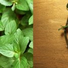 Chocolate Mint Plant – 10 Rooted Cuttings | Aromatic Perennial Herb for Garden or Pots Chocolate Mint Plant – 10 Rooted Cuttings | Aromatic Perennial Herb for Garden or Pots