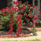 Dr. Huey Rose Cuttings | 8 Live Rose Plant Cuttings for Rooting or Climbing Shrub Propagation Dr. Huey Rose Cuttings | 8 Live Rose Plant Cuttings for Rooting or Climbing Shrub Propagation