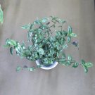 Blushing Maiden Wandering Jew | 5 Fresh Tradescantia Cuttings for Indoor Houseplant Propagation Blushing Maiden Wandering Jew | 5 Fresh Tradescantia Cuttings for Indoor Houseplant Propagation