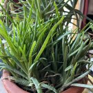 Aloe Vera Chinensis Plants | 5 Rooted 6–8″ Succulent Cuttings for Garden or Indoor Pots