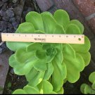 Aeonium Arboreum Cutting | 1 Large 6–12″ Succulent Rosette Cactus Rose for Garden or Container Aeonium Arboreum Cutting | 1 Large 6–12″ Succulent Rosette Cactus Rose for Garden or Container