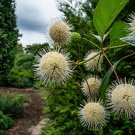 Buttonbush Cuttings | 18″ Fresh Cephalanthus occidentalis Native Shrub Starter for Garden