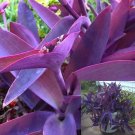 Purple Wandering Jew Cuttings | 8 Fresh Tradescantia Zebrina Starter Stems for Indoor Growing