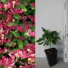 Peaches & Cream Honeysuckle | Rooted Lonicera periclymenum Vine Starter Plant for Garden Peaches & Cream Honeysuckle | Rooted Lonicera periclymenum Vine Starter Plant for Garden