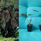 Black Magic Elephant Ear Plant | Rooted Colocasia esculenta Starter for Tropical Garden Black Magic Elephant Ear Plant | Rooted Colocasia esculenta Starter for Tropical Garden