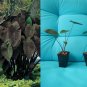 Black Magic Elephant Ear Plant | Rooted Colocasia esculenta Starter for Tropical Garden
