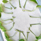 Golden Pothos Cuttings | 4 Unrooted Epipremnum aureum Stems for Easy Propagation