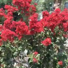 Miss France Crepe Myrtle Cutting | Fresh Unrooted Flowering Tree Starter for Garden or Patio Miss France Crepe Myrtle Cutting | Fresh Unrooted Flowering Tree Starter for Garden or Patio