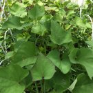 Molokai Purple Sweet Potato Slips (10 Cuttings) | Organic Garden Starter Plants for Growing Molokai Purple Sweet Potato Slips (10 Cuttings) | Organic Garden Starter Plants for Growing