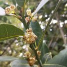 Bay Laurel Tree Cuttings – 10 Stems for Propagation | Culinary Bay Leaf Plant for Growing