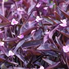Purple Heart Plant Cuttings – 4 Fresh 6–8” Wandering Jew Stems | Tradescantia Pallida Purple Heart Plant Cuttings – 4 Fresh 6–8” Wandering Jew Stems | Tradescantia Pallida