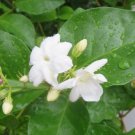 Jasmine Sambac Cuttings – 5 Fresh Unrooted Stems | Fragrant Arabian Jasmine Plant Jasmine Sambac Cuttings – 5 Fresh Unrooted Stems | Fragrant Arabian Jasmine Plant