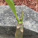 Bali White Plumeria Cutting – 1 Unrooted Frangipani Stem | Tropical Hawaiian Flower Plant Bali White Plumeria Cutting – 1 Unrooted Frangipani Stem | Tropical Hawaiian Flower Plant