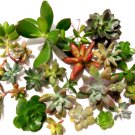 15 Assorted Succulent Cuttings – Healthy Live Mix from Mature Plants | Rooting Starter Pack 15 Assorted Succulent Cuttings – Healthy Live Mix from Mature Plants | Rooting Starter Pack