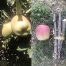 Apple Tree Cuttings – 3 Fresh Unrooted Stems | Malus domestica Propagation Wood Apple Tree Cuttings – 3 Fresh Unrooted Stems | Malus domestica Propagation Wood