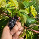 Cold Hardy Grape Vine Cuttings – 5 Unrooted Stems | Zone 3 Perennial Fruit Plant Cold Hardy Grape Vine Cuttings – 5 Unrooted Stems | Zone 3 Perennial Fruit Plant