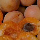 Royal Apricot Tree Cuttings – 5 Fresh Live Stems for Grafting | Prunus armeniaca Royal Apricot Tree Cuttings – 5 Fresh Live Stems for Grafting | Prunus armeniaca