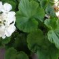 Double White Zonal Geranium Cuttings – 3 Fresh 6" Pelargonium Starter Plants