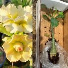 Yellow Desert Rose – Well Rooted Cutting | Adenium obesum Layered Variety, No Pot Yellow Desert Rose – Well Rooted Cutting | Adenium obesum Layered Variety, No Pot