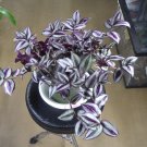 Tradescantia Zebrina Cuttings – 5 “Purple Tinge” Wandering Dude Houseplant Stems