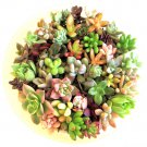 15 Succulent Rosette Cuttings – 15 Varieties 1–2" Each + 2 Bonus Assorted Pieces