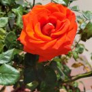 Mixed Rose Cuttings – 20 Unrooted Rosa Varieties for Propagation, Garden Starter Pack Mixed Rose Cuttings – 20 Unrooted Rosa Varieties for Propagation, Garden Starter Pack