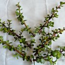 Portulacaria afra Cuttings – 6 Fresh Spekboom Red-Stem Variegated Succulent Cuttings 6" Long