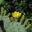 Engelmann’s Prickly Pear Cactus Cutting – Fresh Live Opuntia engelmannii Ready to Root Engelmann’s Prickly Pear Cactus Cutting – Fresh Live Opuntia engelmannii Ready to Root