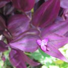 Tradescantia Zebrina Burgundy – 10 Unrooted Wandering Jew Cuttings, Live Houseplant Starter