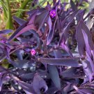 Purple Heart Cuttings – 5 Unrooted Tradescantia pallida Wandering Jew Succulent Stems Purple Heart Cuttings – 5 Unrooted Tradescantia pallida Wandering Jew Succulent Stems