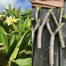 Yellow Plumeria Cutting – 10" Fresh Double-Head Plumeria rubra Starter for Rooting Yellow Plumeria Cutting – 10" Fresh Double-Head Plumeria rubra Starter for Rooting